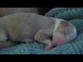 junos ibby puppies 1