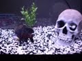 Oscy The Fish