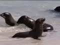 Galapagos: Sea Lions Territory