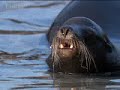 Galapagos: Sea Lions Territory