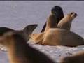 Galapagos: Sea Lions Territory