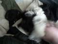 My Shih Tsu Winnie