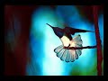 Colibri