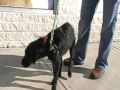 Wag On Inn Rescue Maya the pretty Sato girl Lab Terrier mix pup dec 12 2009 .MOD