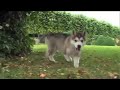Alaskan Malamute Nukka and German Shepherd Freya Alaskan Malamute Nukka and German Shepherd Freya