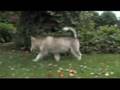 Alaskan Malamute video