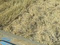 California rice harvest 2007