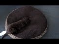 Puppy,Ice Cube,Curly Coated Retriever