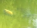 nice carp swimming