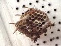 Wasps Nest III