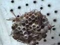 Wasps Nest III Wasps Nest III