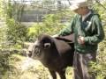 AAZK South American Tapir Chat