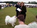 CH Summer Symphony At Polarspirit ShCM Blackpool Ch Show 06