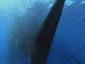 En Büyük Memeli : Whaleshark