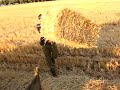 collecting chaff