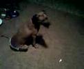 my dog wearing a diaper