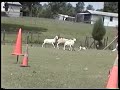 Jack Russell Terrier HERDING