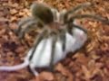 my tarantula eats a mouse!!!