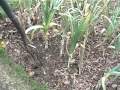 Dig my leeks & parsnips - Claire's Allotment part 91