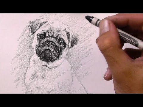 how to draw pugs