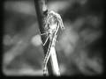 videos de Water Insects, 1930