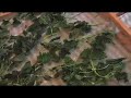 How to Dry Stinging Nettles How to Dry Stinging Nettles