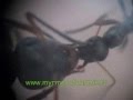 Trophallaxies chez les fourmis Formica fusca.