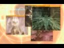 .hack//G.U. Vol.4//Terminal Disk File 04 - Genesis of Ultima 2