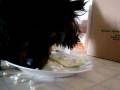 Keno-LOVES-Eggs