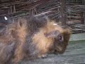 Guinea pigs - we are family