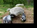 BOUNCING BABY PYGMY GOAT! (6/08)