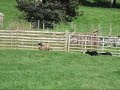Twelve week old puppies Herding sheep Twelve week old puppies Herding sheep