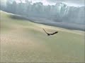 SotC ..::Hawk Fly::.. Near The Shrine