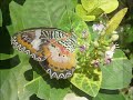 natural beauty   butterflies  song: any other name 
