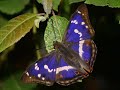 natural beauty   butterflies  song: any other name 