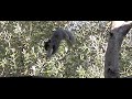 Squirrel Jump High-speed 600 fps Casio EX-F1
