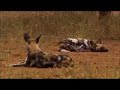 Wild Dogs battle for Survival