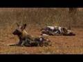 Wild Dogs battle for Survival