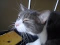 iggy tries a game for cats