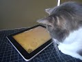 iggy tries a game for cats