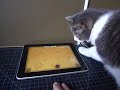 iggy tries a game for cats