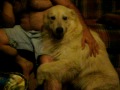 Samson is a Great Pyrenees and he is so loving and affectionate, I got him on video giving a hug http://t.co/JEvL9X0x