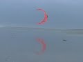 drôles doiseaux  strange birds  baie de somme picardie