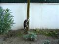 videos de Tico e Teca & Freddy