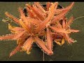 Diapo rythmé de plantes carnivores