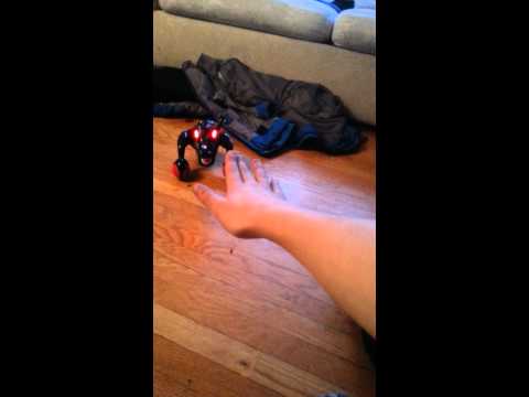 how to train zoomer