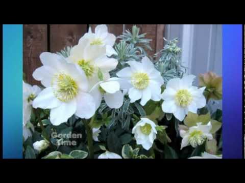 Hellebore Pink Frost - We have a great plant pick this week. Jonah is a good hellebore for all winter color in your garden.