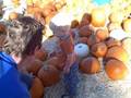 charlie's pumpkin patch trip