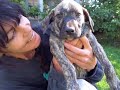 HOMELESS PUPPIES IN NEED OF FAMILIES