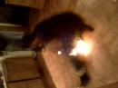 greg gets doused in petrol and set fire to. it's perfectly safe because it's on the internet.
